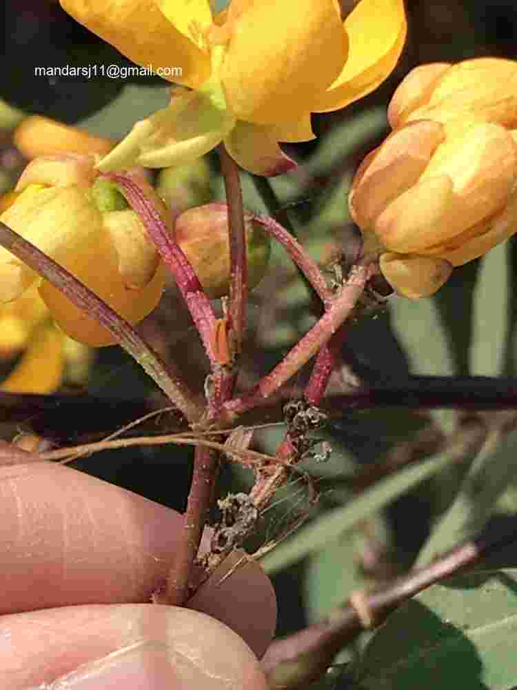 Senna occidentalis