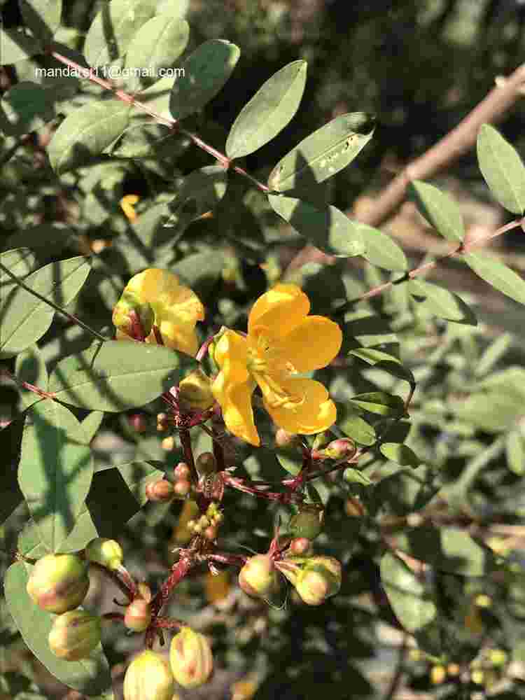 Senna occidentalis