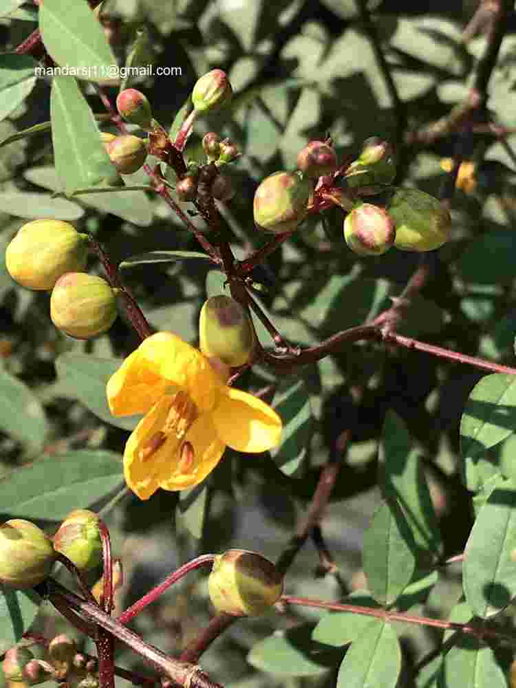 Senna occidentalis