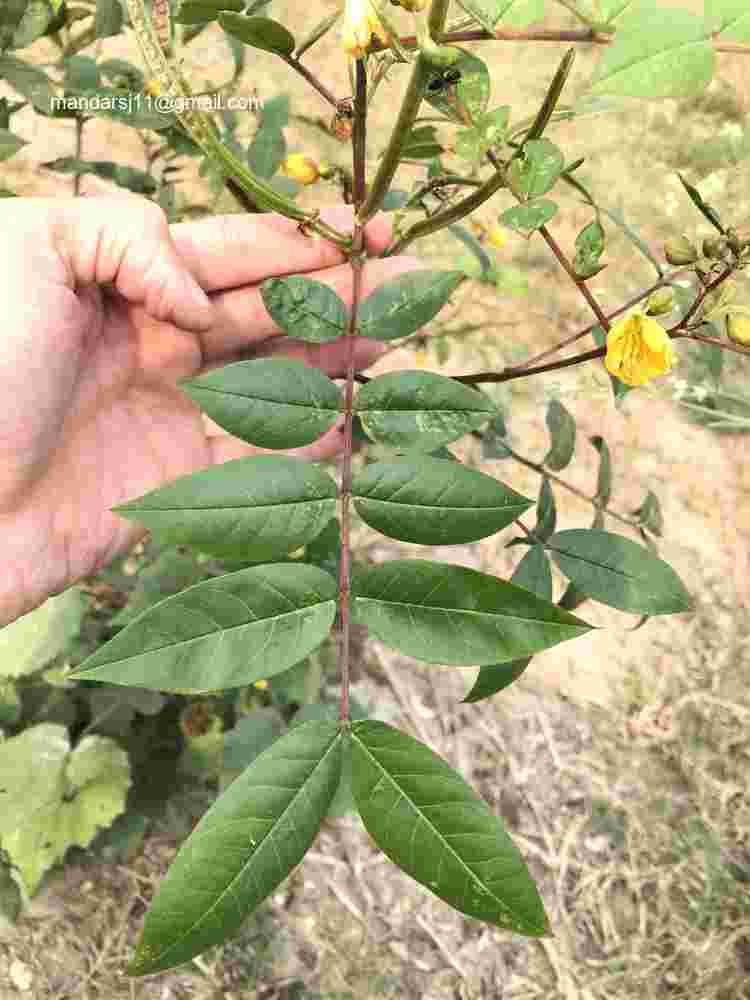 Senna occidentalis