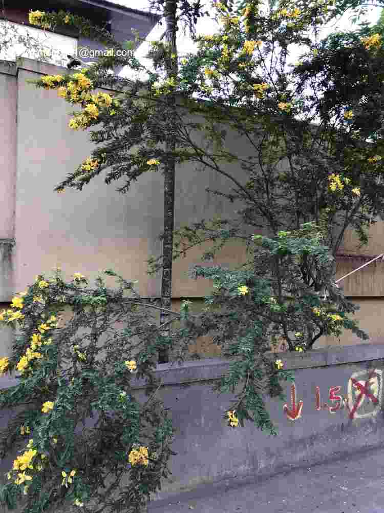 Senna polyphylla