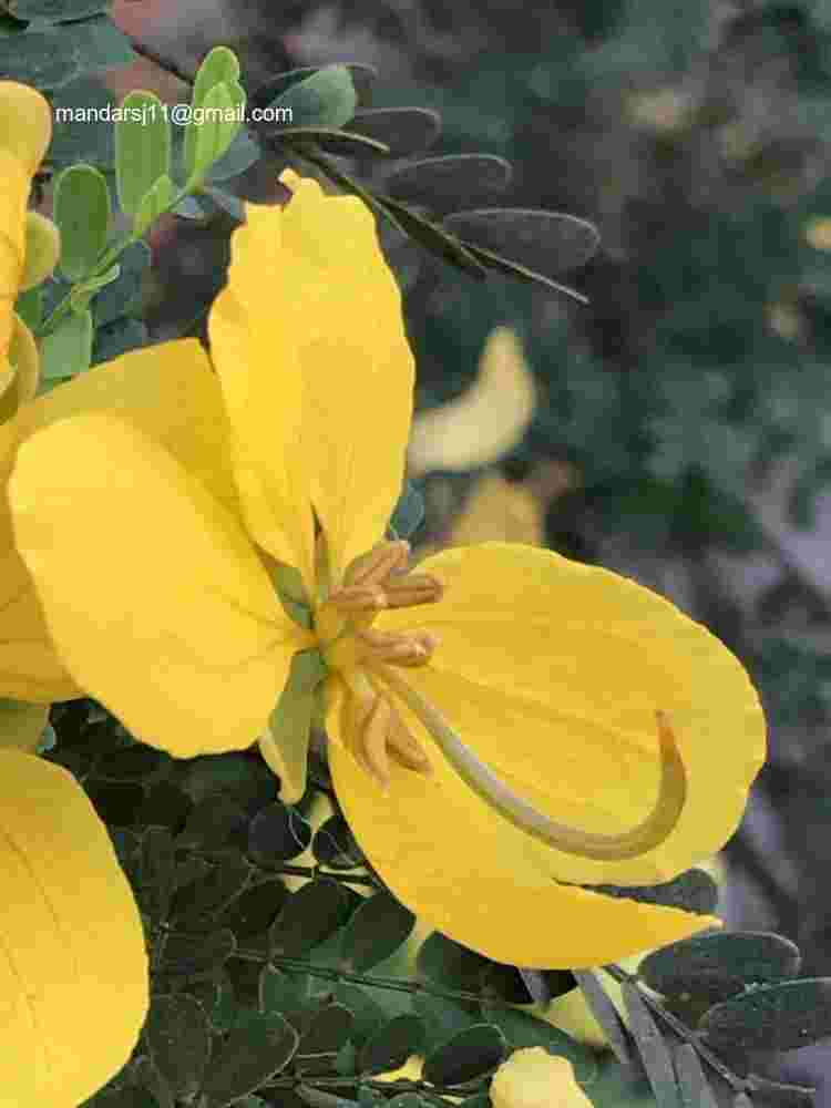 Senna polyphylla