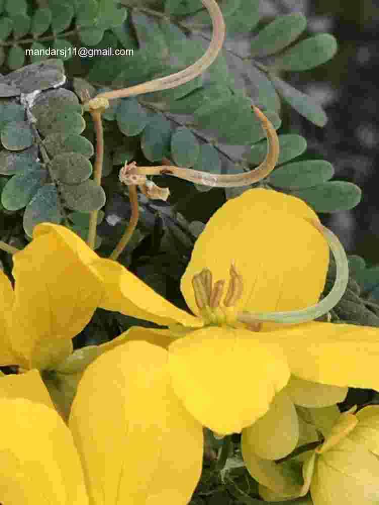 Senna polyphylla