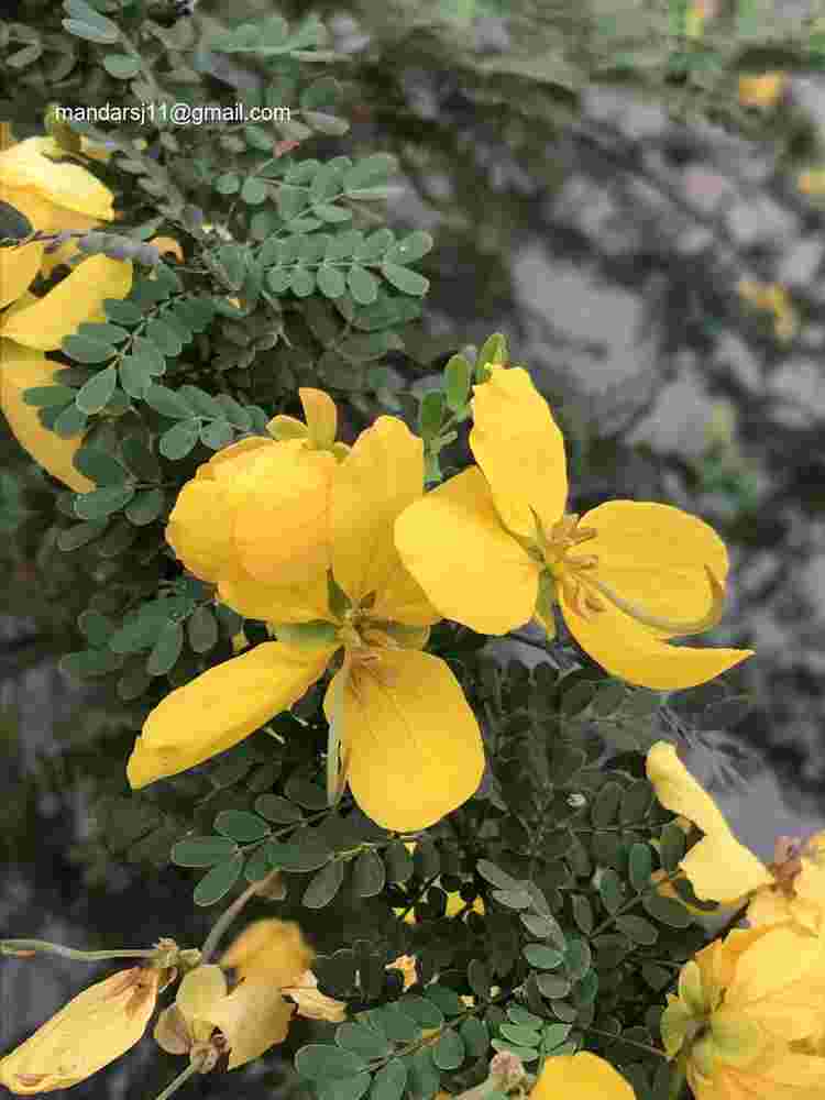 Senna polyphylla
