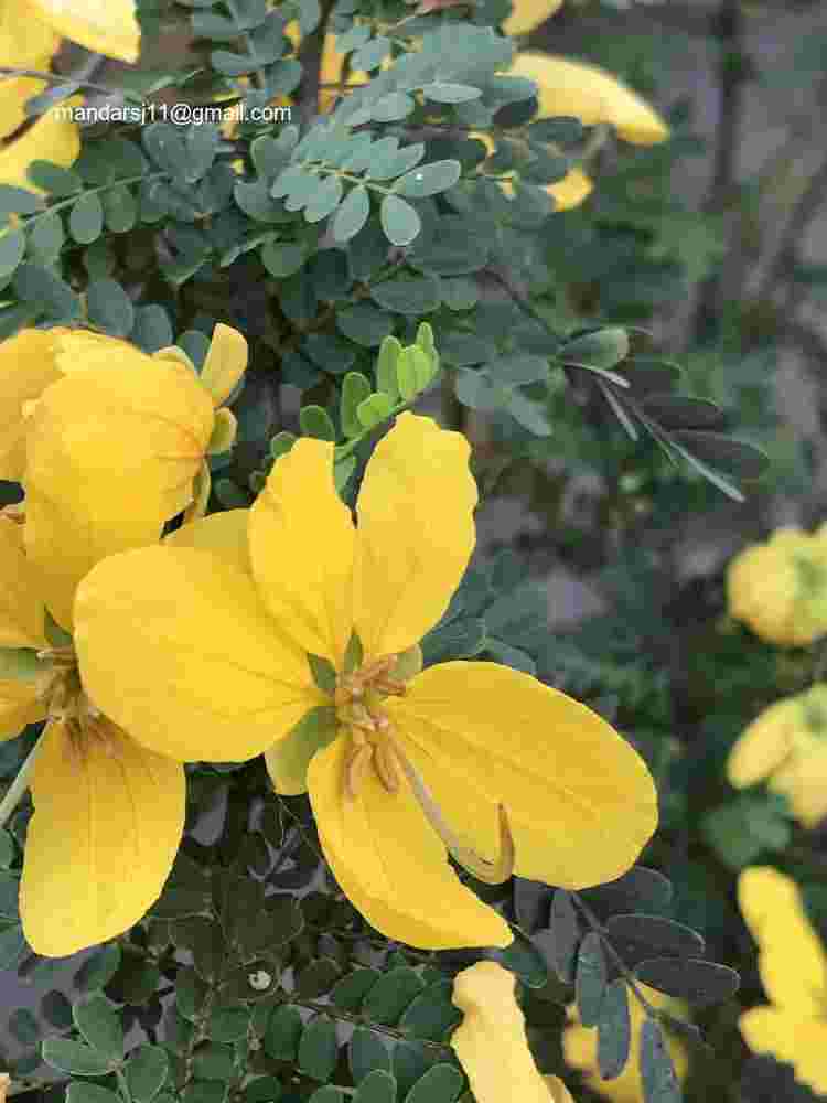 Senna polyphylla