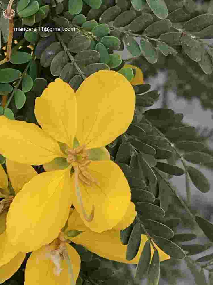 Senna polyphylla