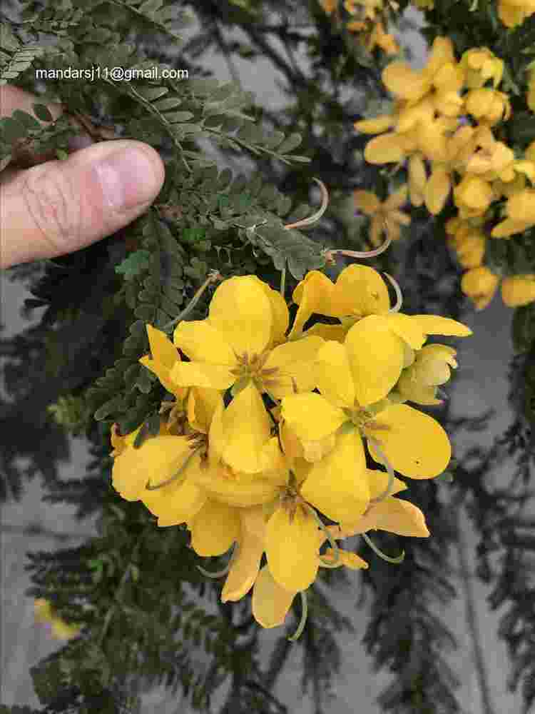 Senna polyphylla