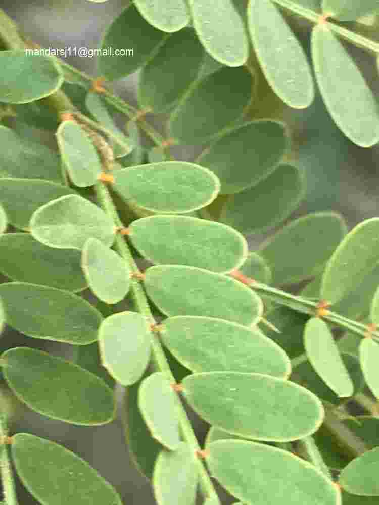 Senna polyphylla