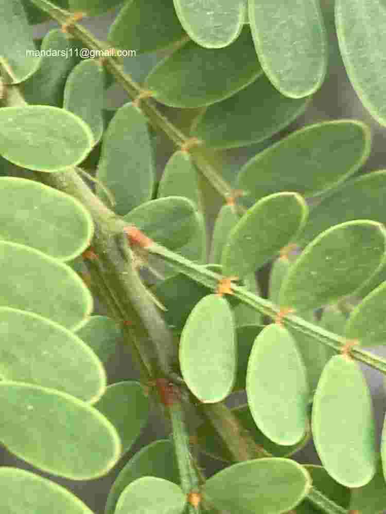Senna polyphylla