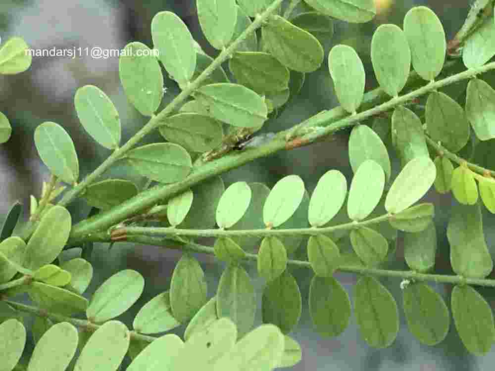 Senna polyphylla