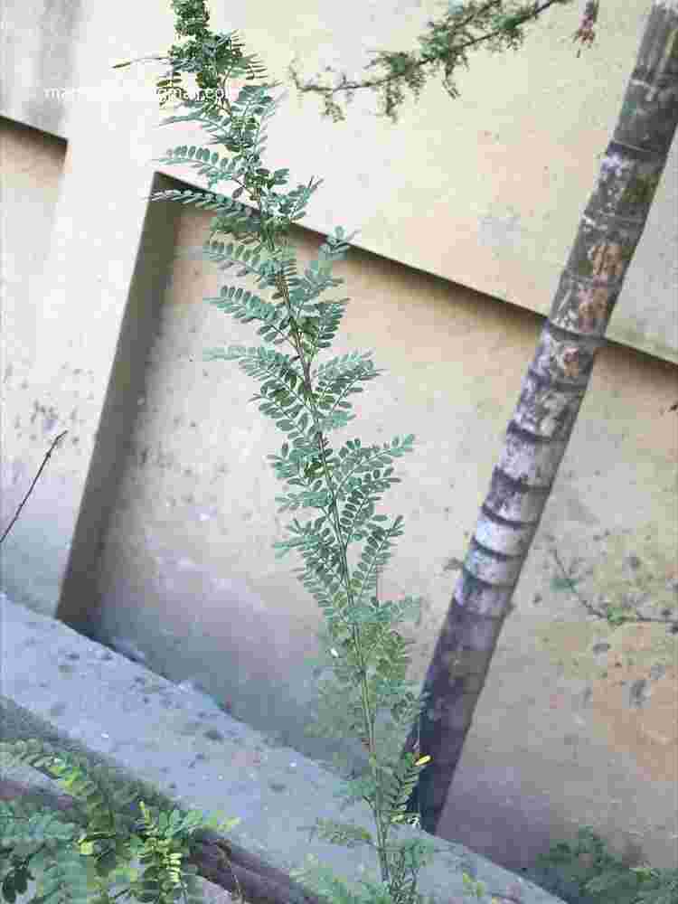 Senna polyphylla