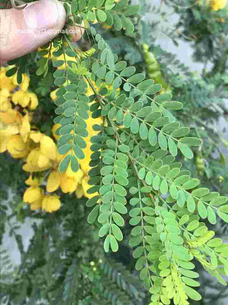 Senna polyphylla