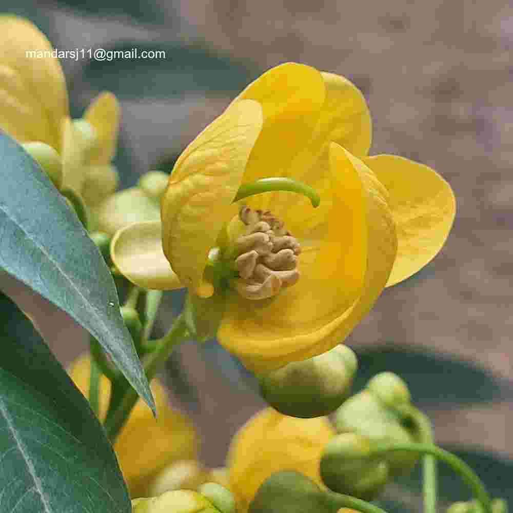 Senna spectabilis