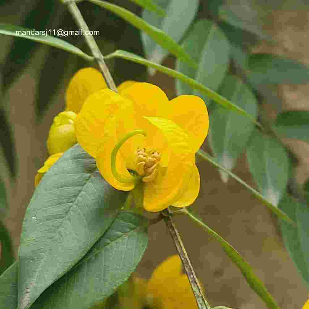 Senna spectabilis