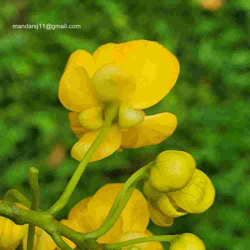 Senna spectabilis