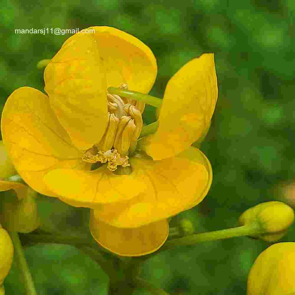 Senna spectabilis