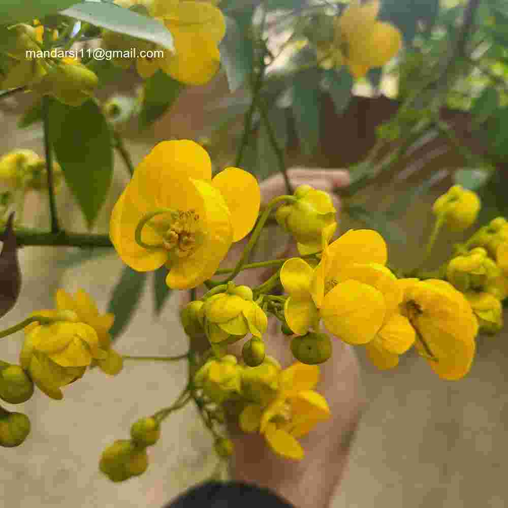 Senna spectabilis