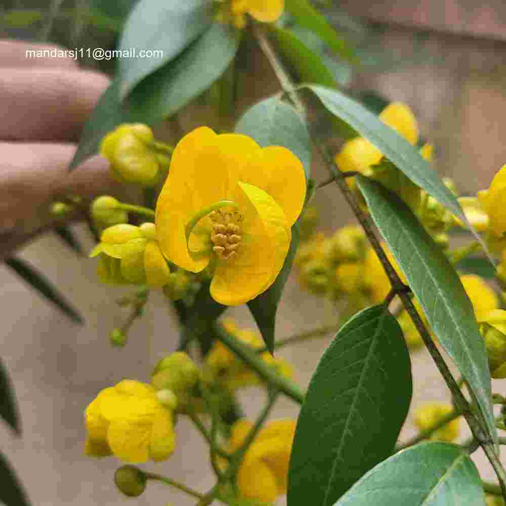 Senna spectabilis