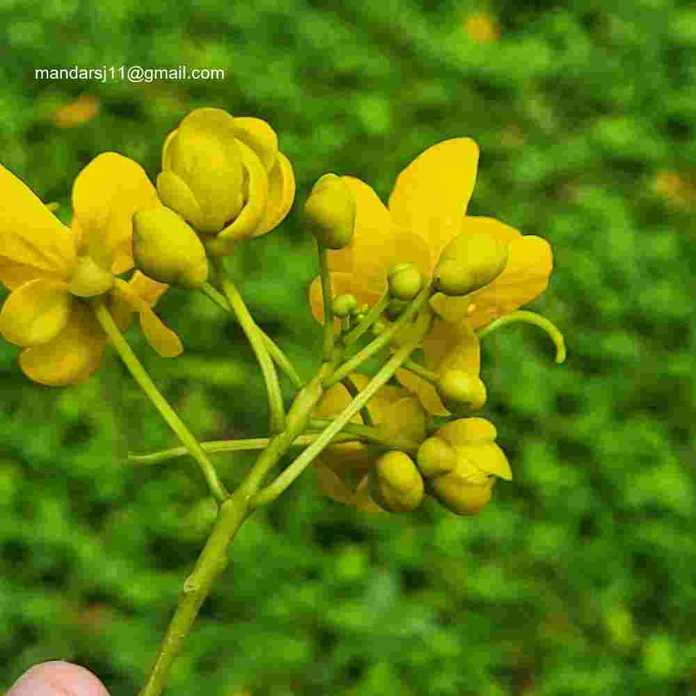 Senna spectabilis