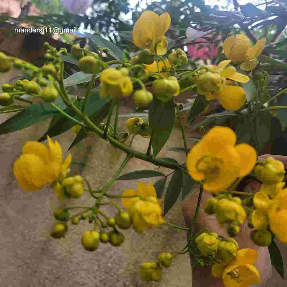 Senna spectabilis