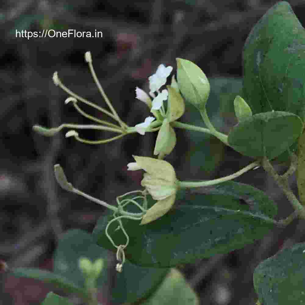 Cadaba fruticosa