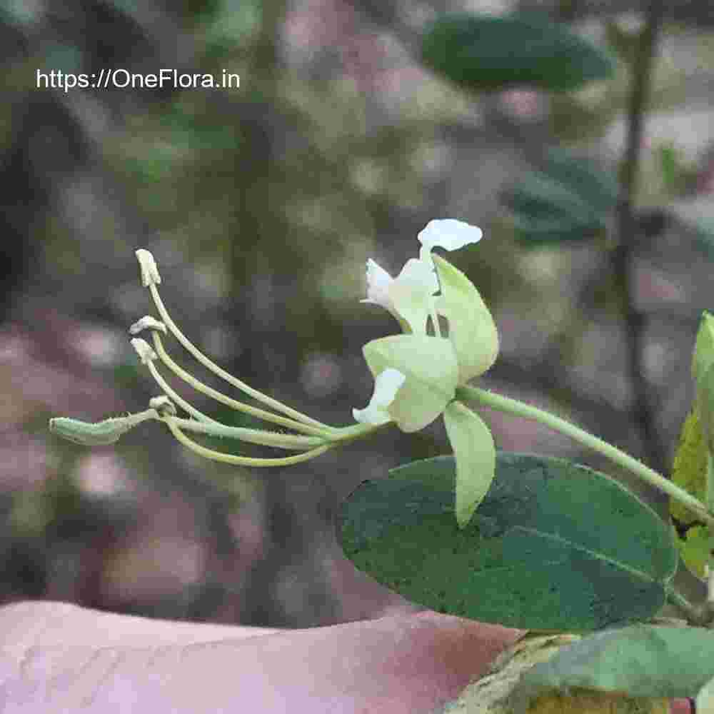 Cadaba fruticosa