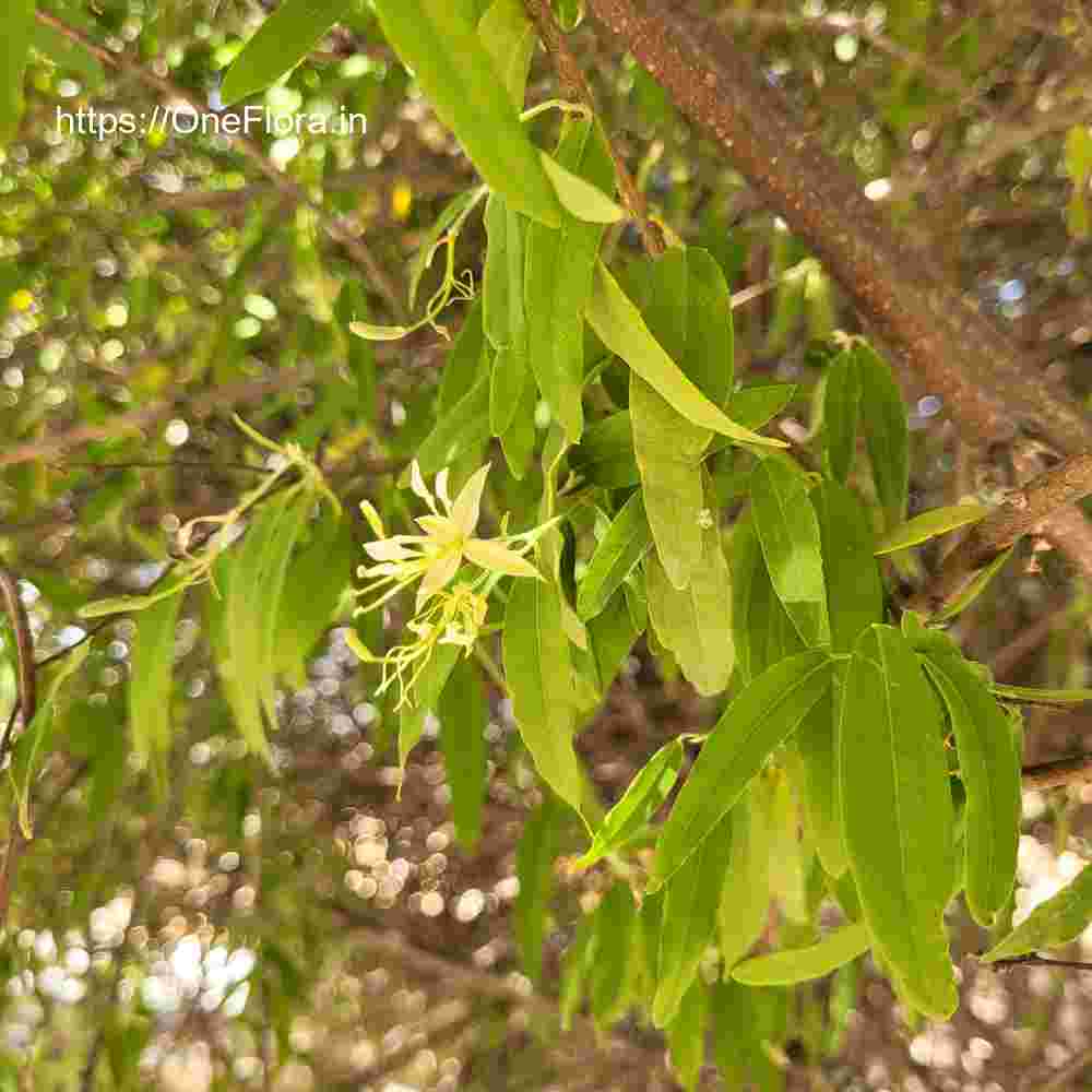 Cadaba fruticosa