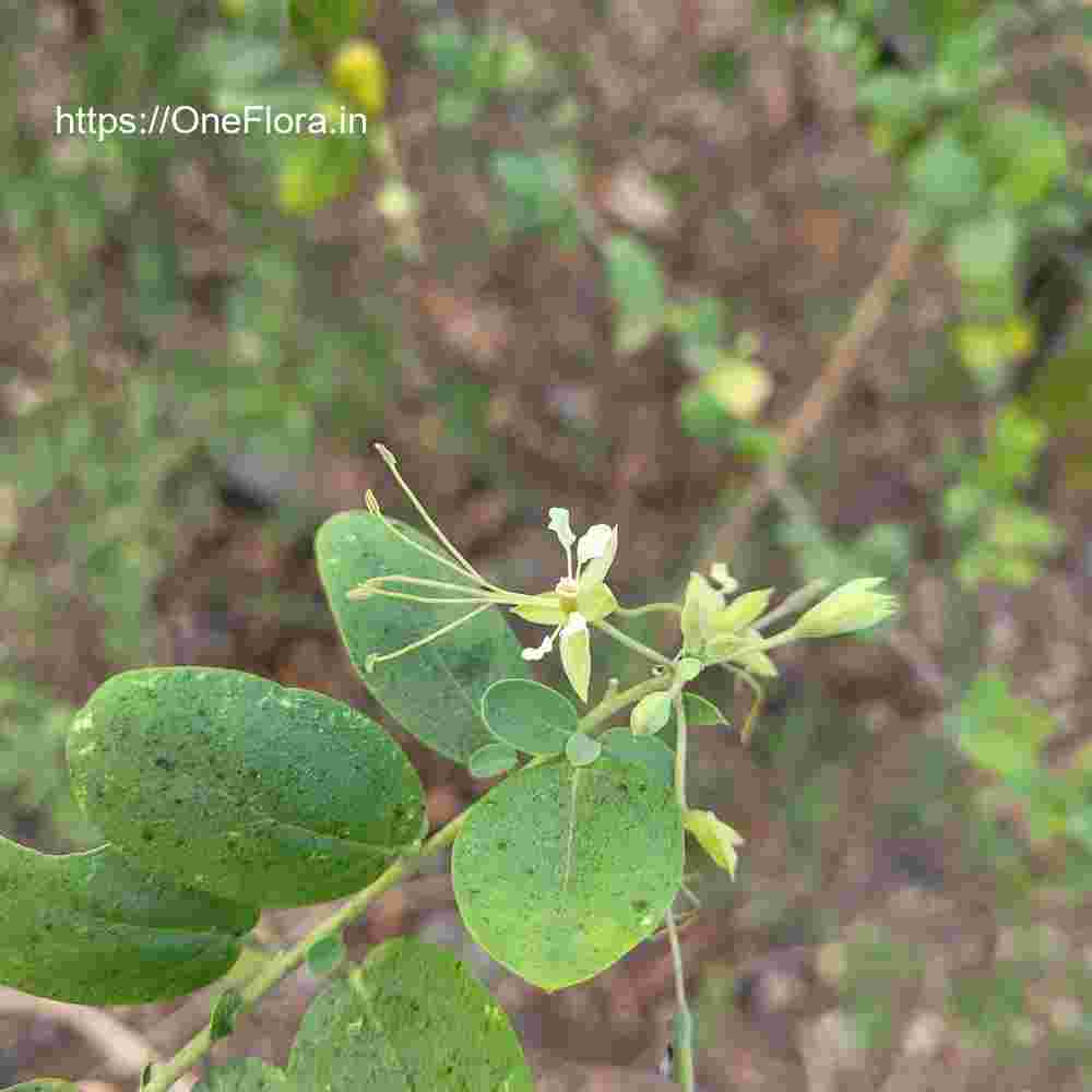 Cadaba fruticosa