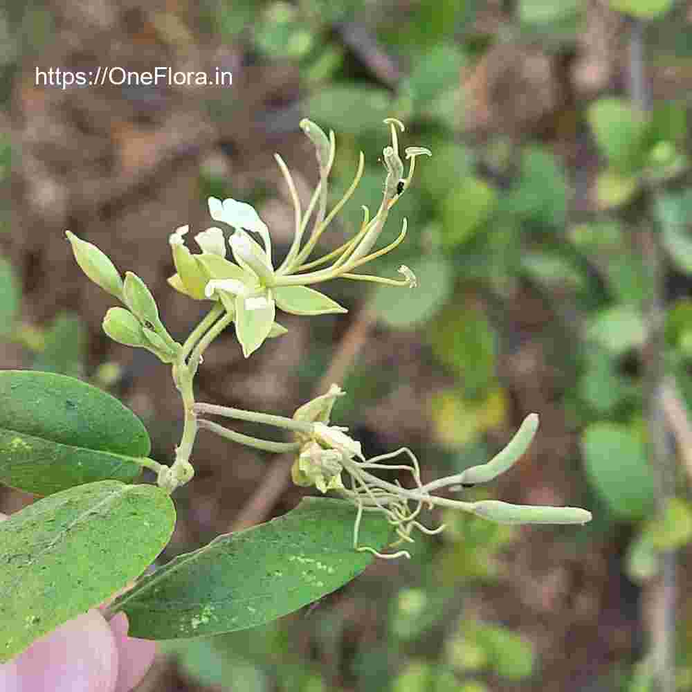 Cadaba fruticosa