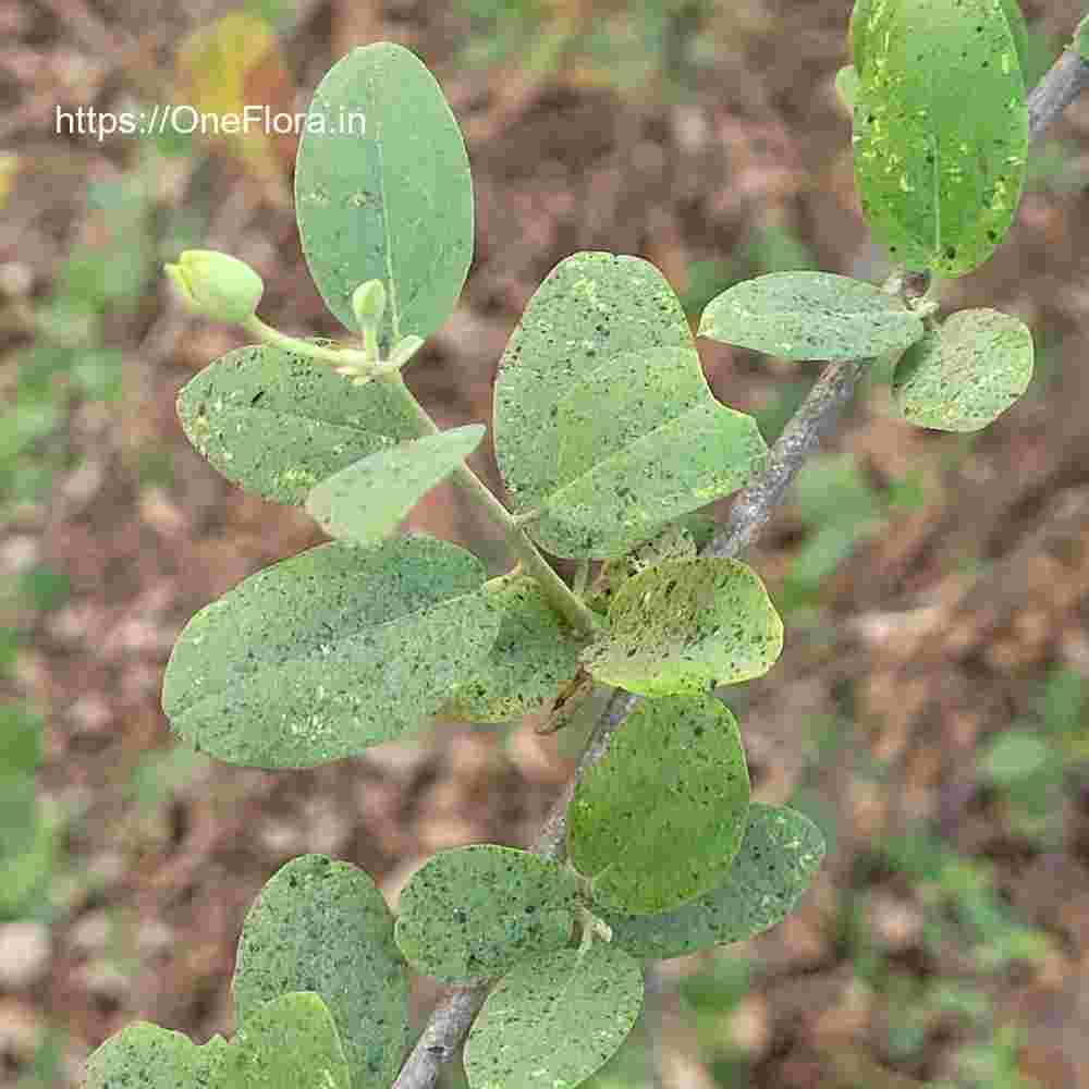 Cadaba fruticosa