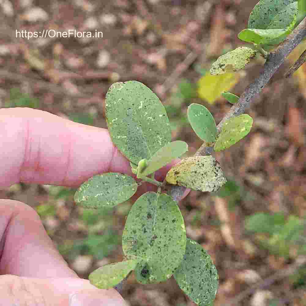 Cadaba fruticosa