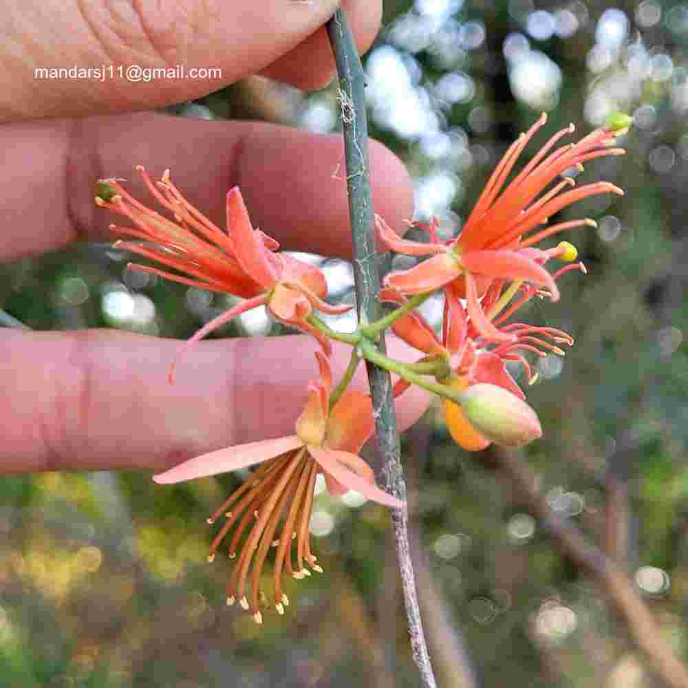 Capparis decidua