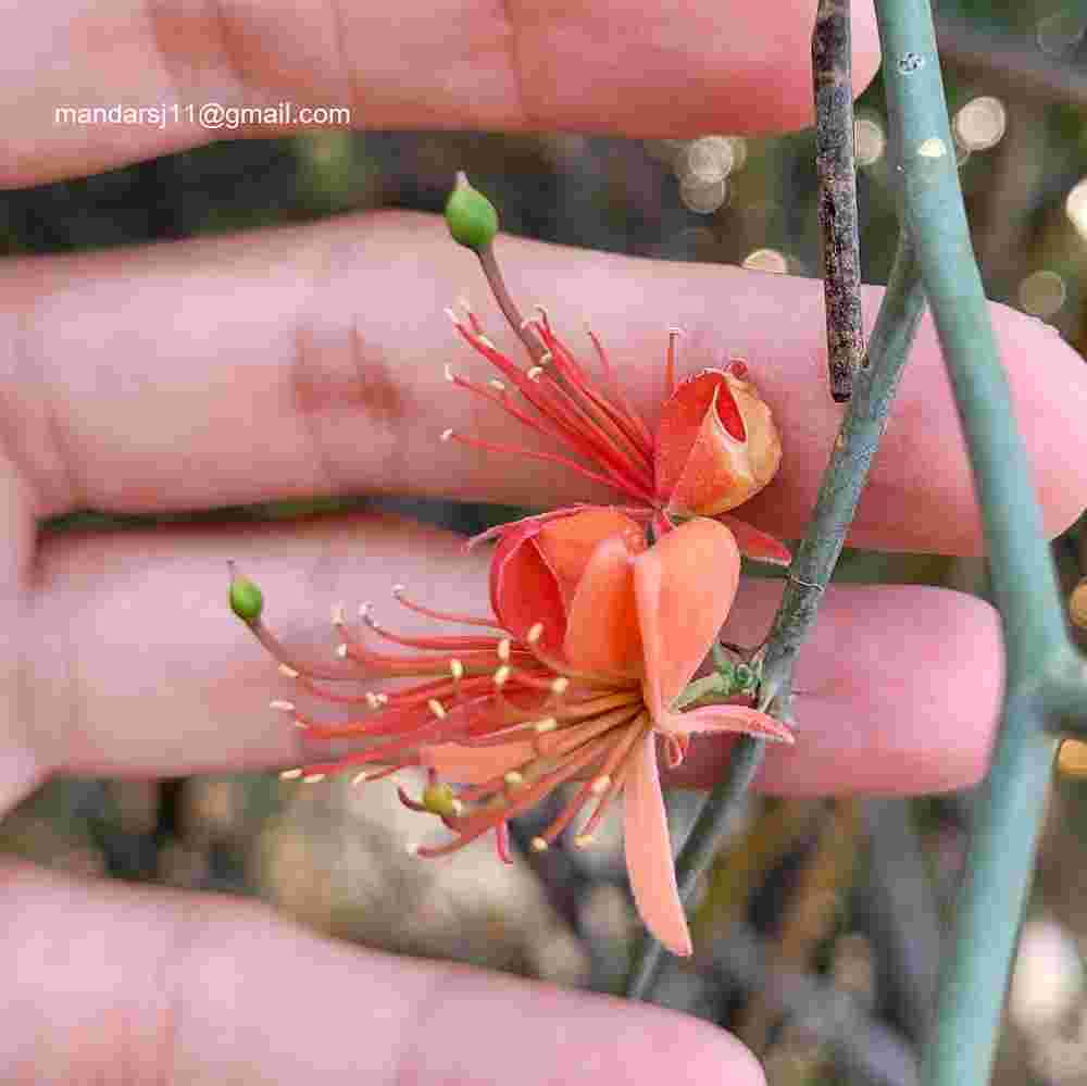 Capparis decidua
