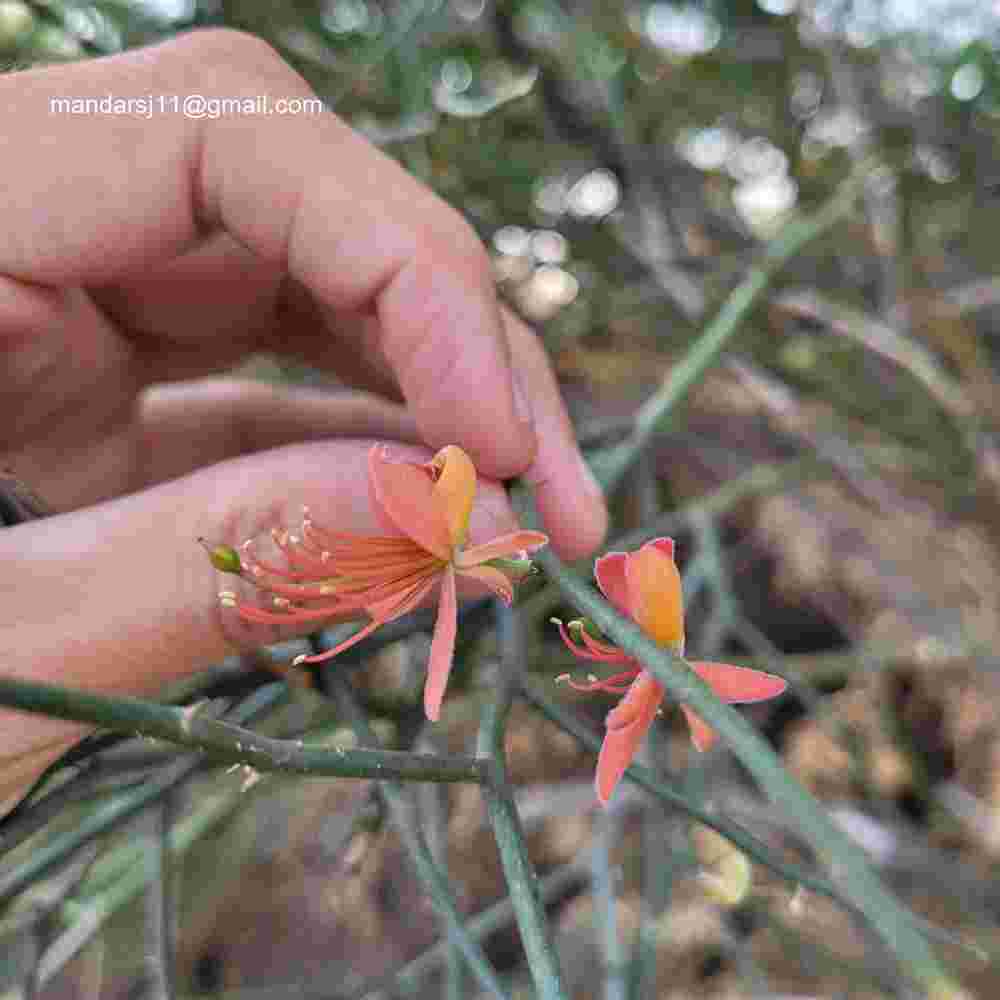 Capparis decidua