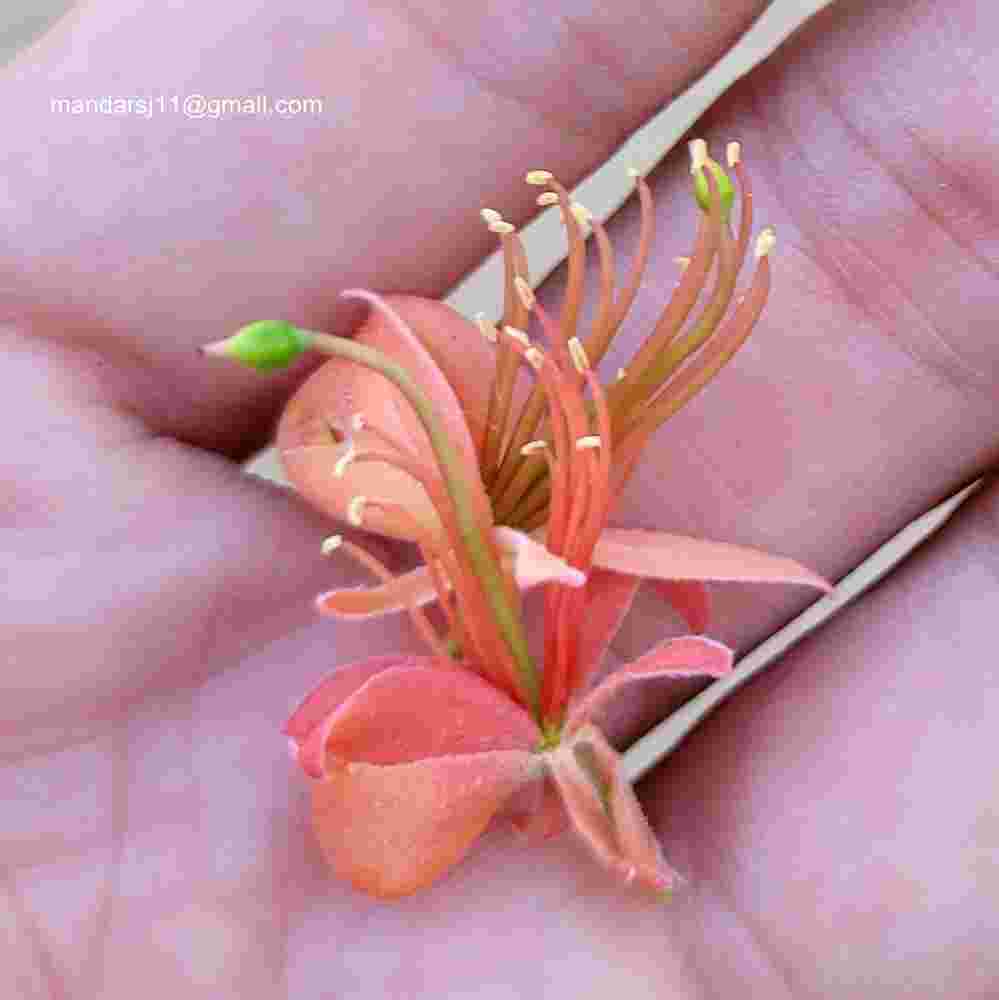 Capparis decidua