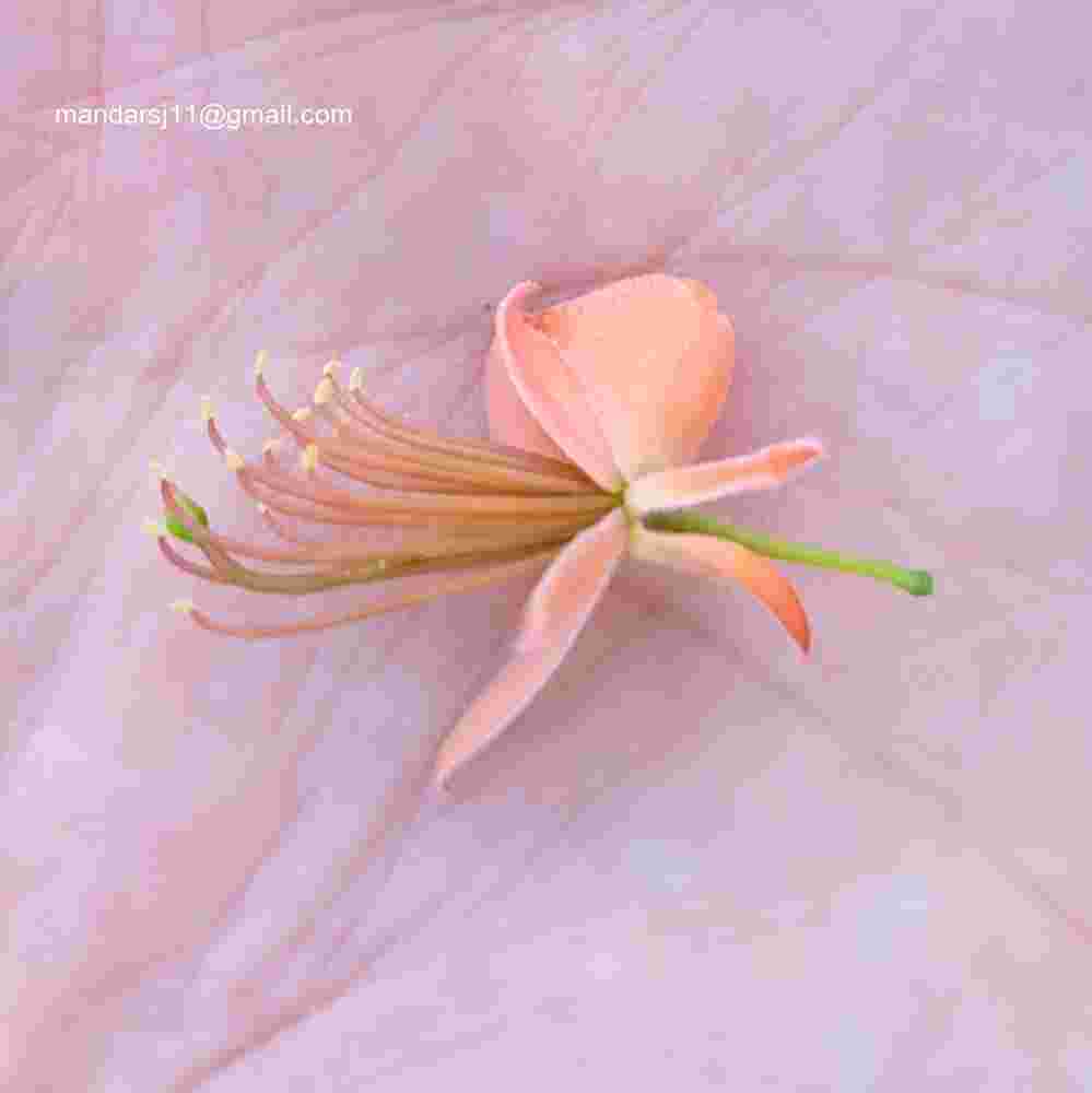 Capparis decidua