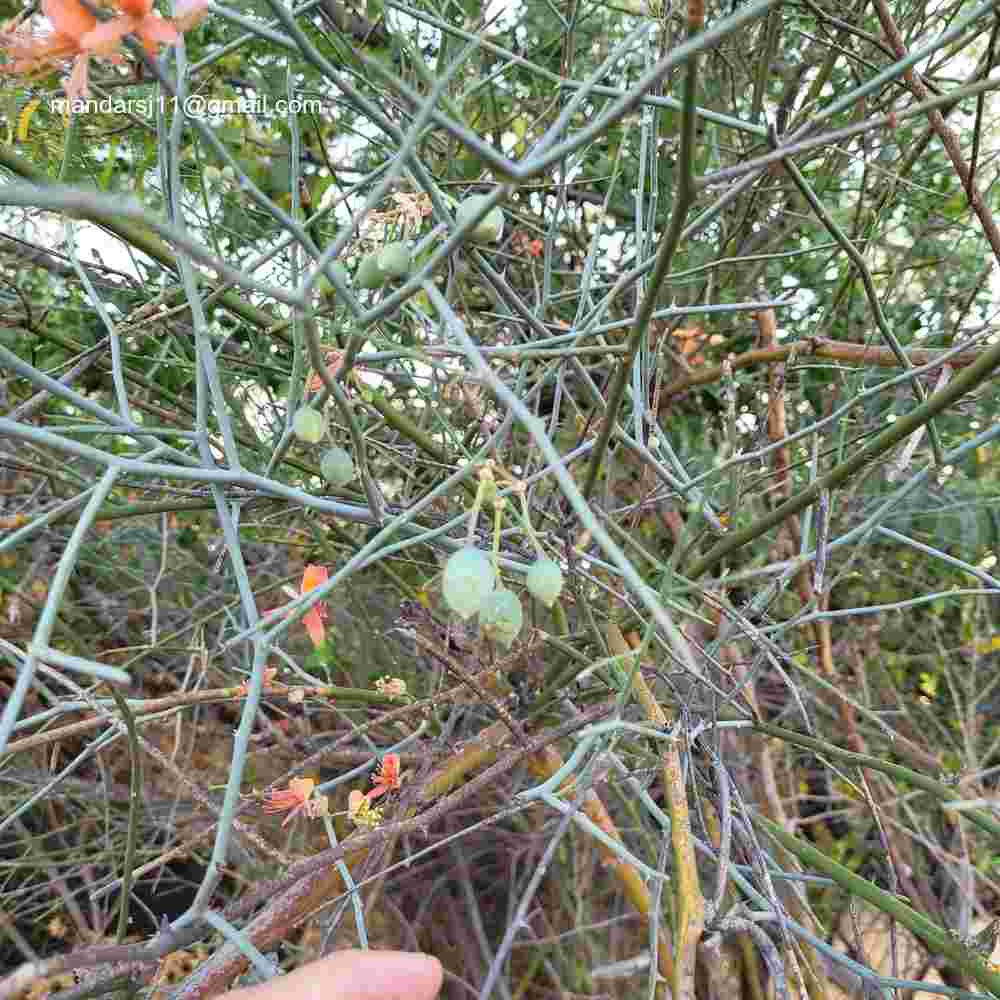 Capparis decidua