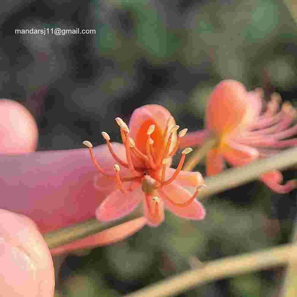 Capparis decidua