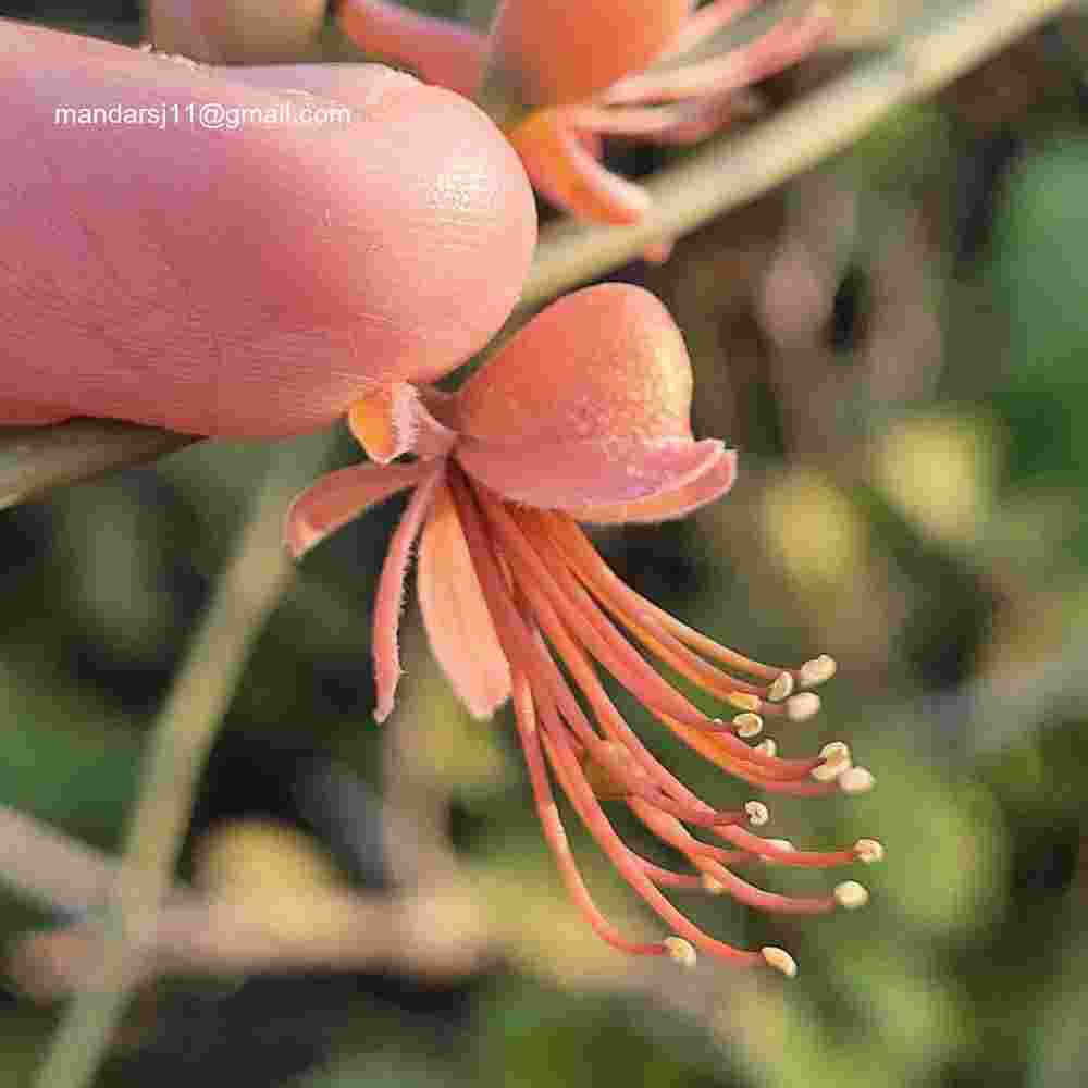 Capparis decidua