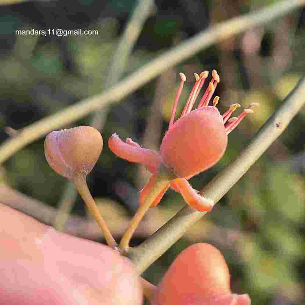 Capparis decidua