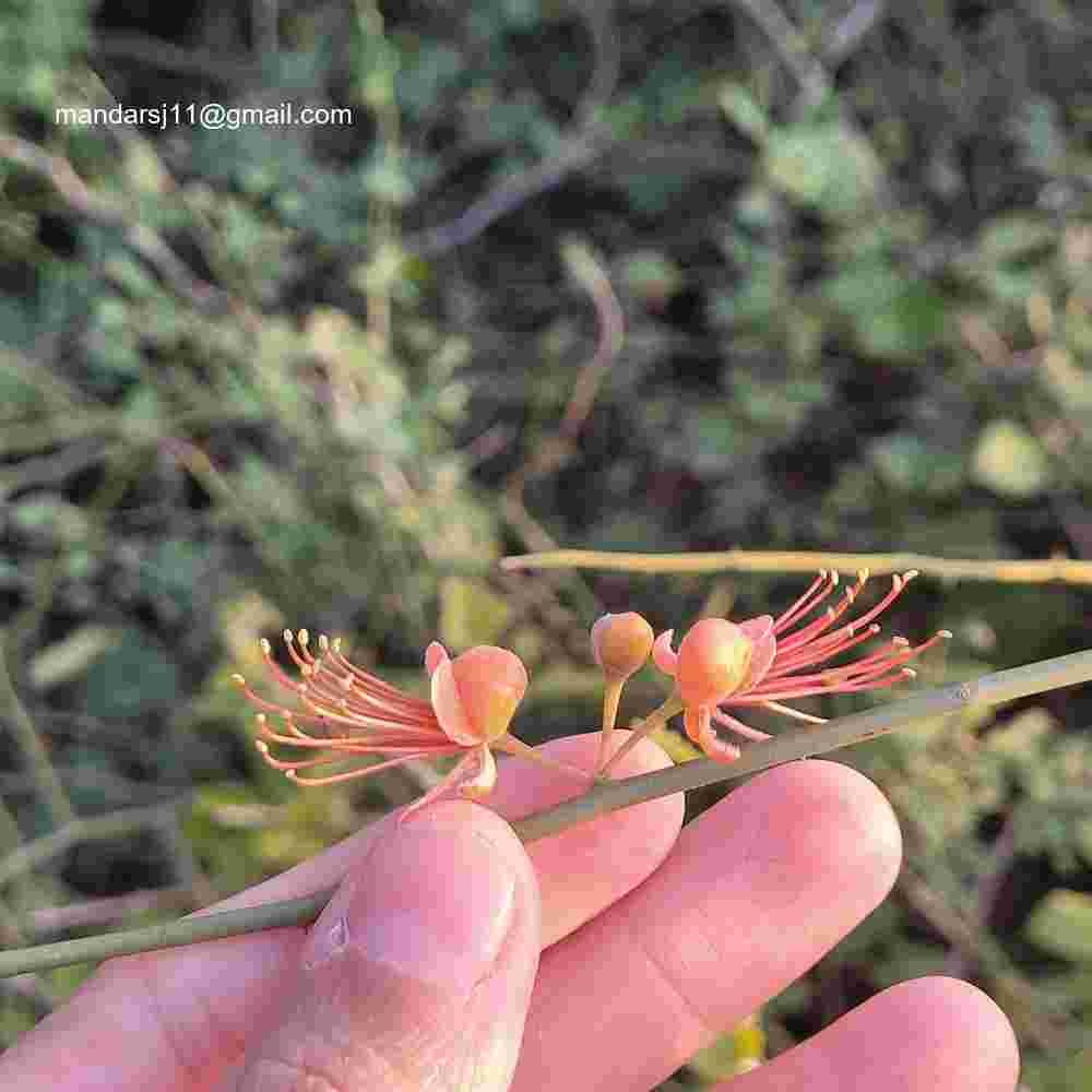 Capparis decidua