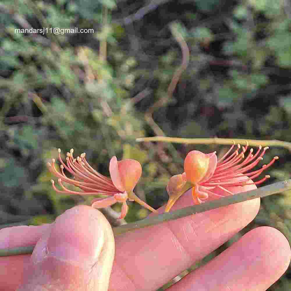 Capparis decidua