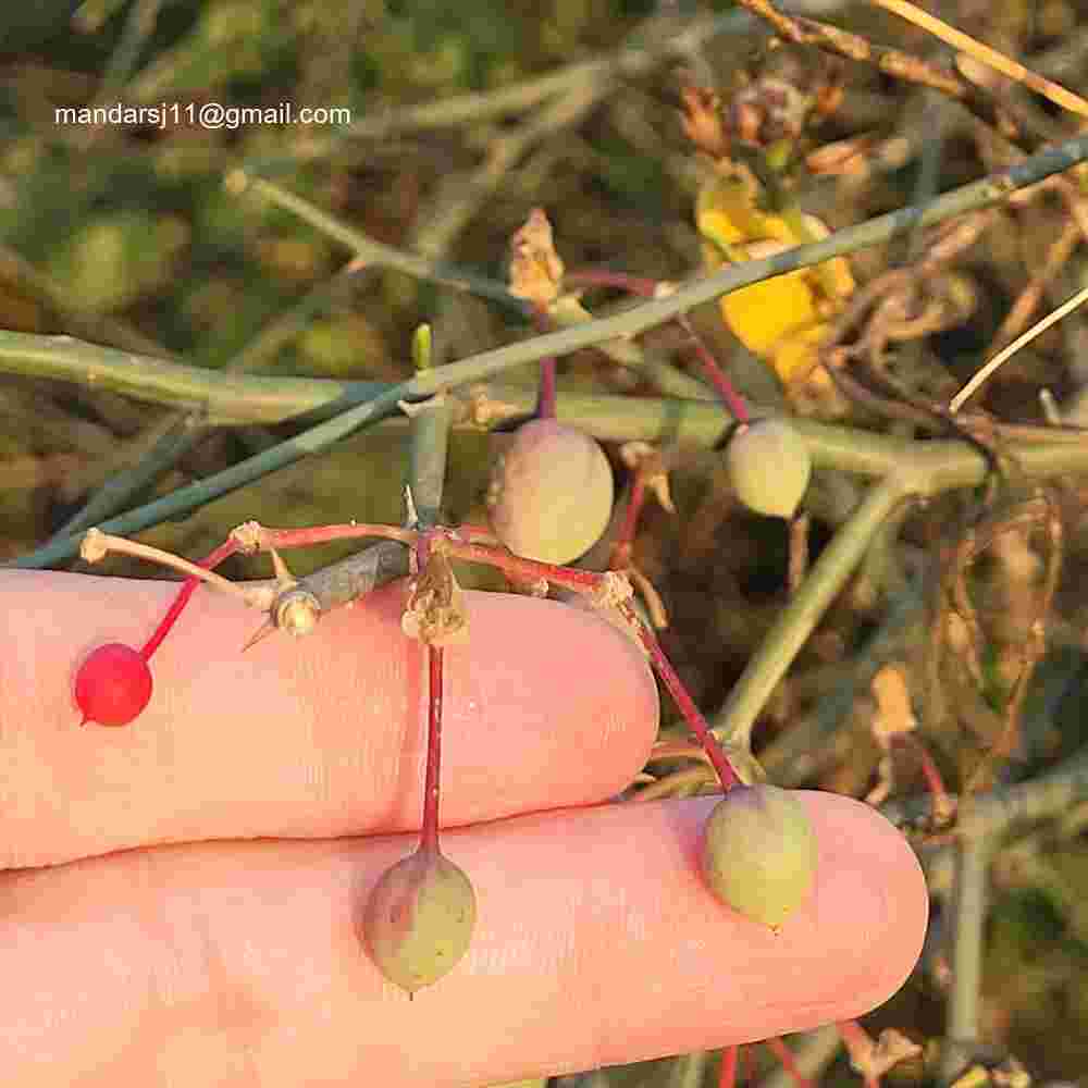 Capparis decidua