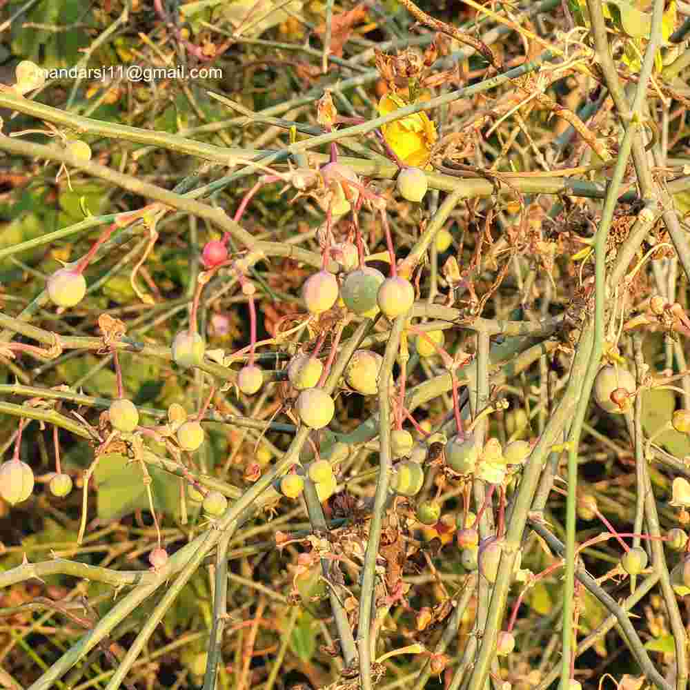 Capparis decidua