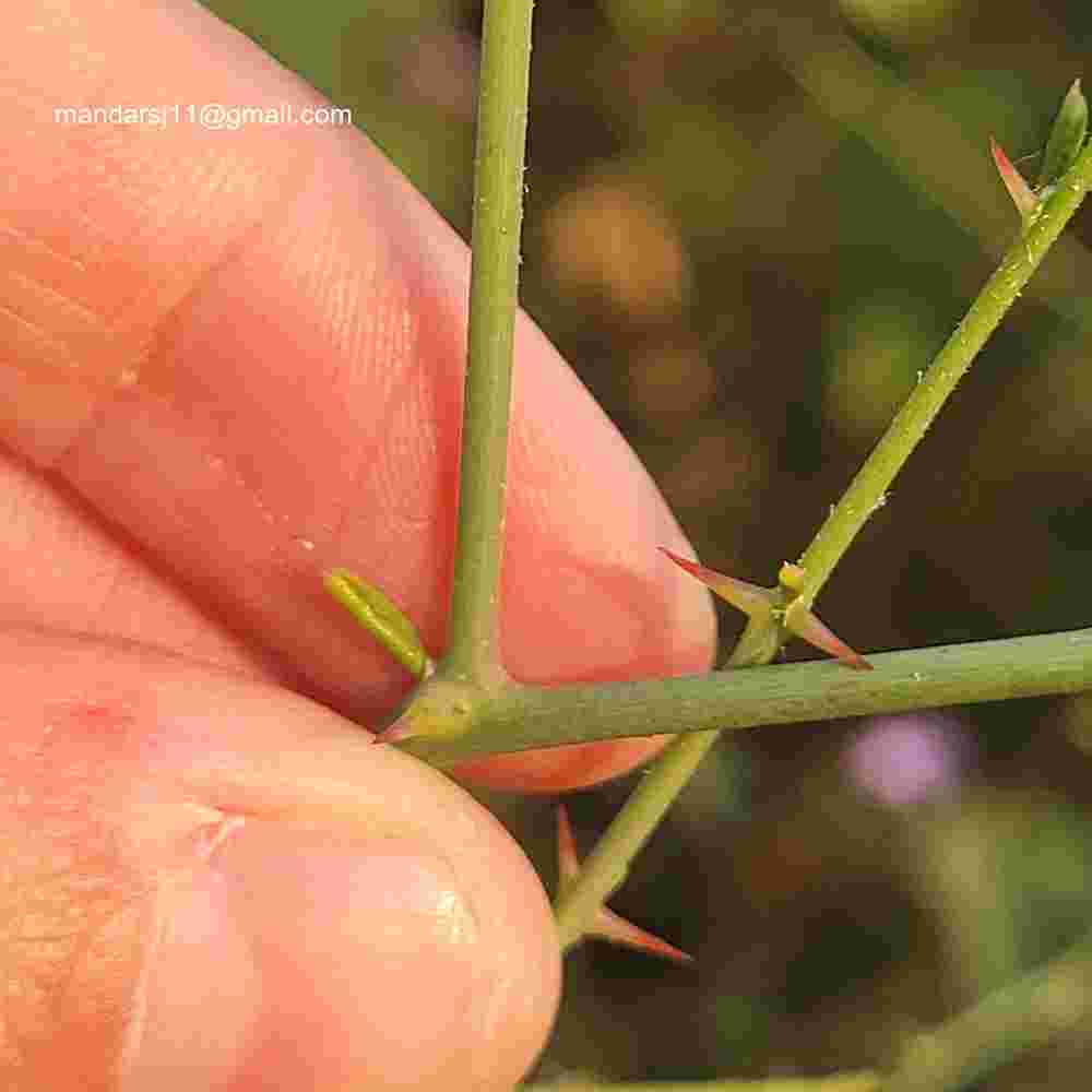 Capparis decidua