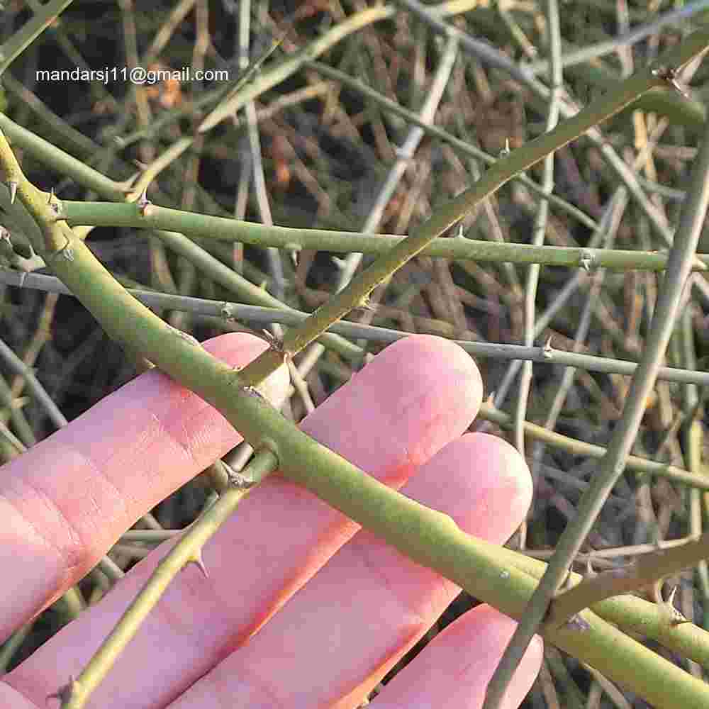 Capparis decidua