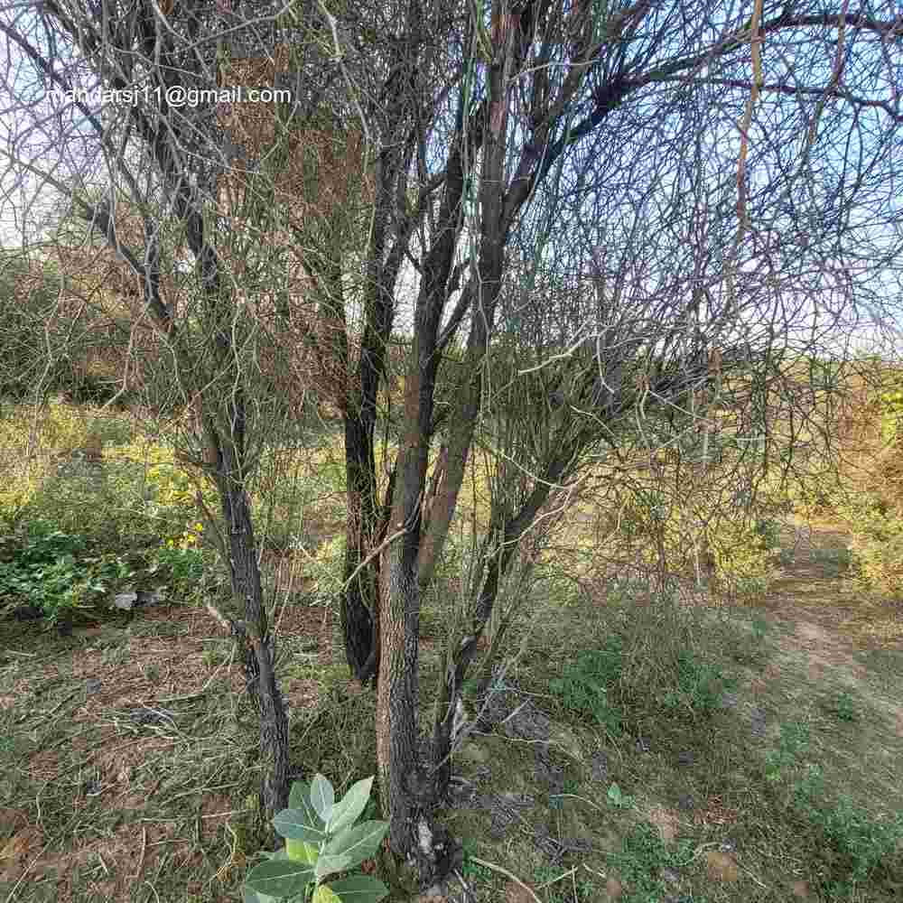 Capparis decidua