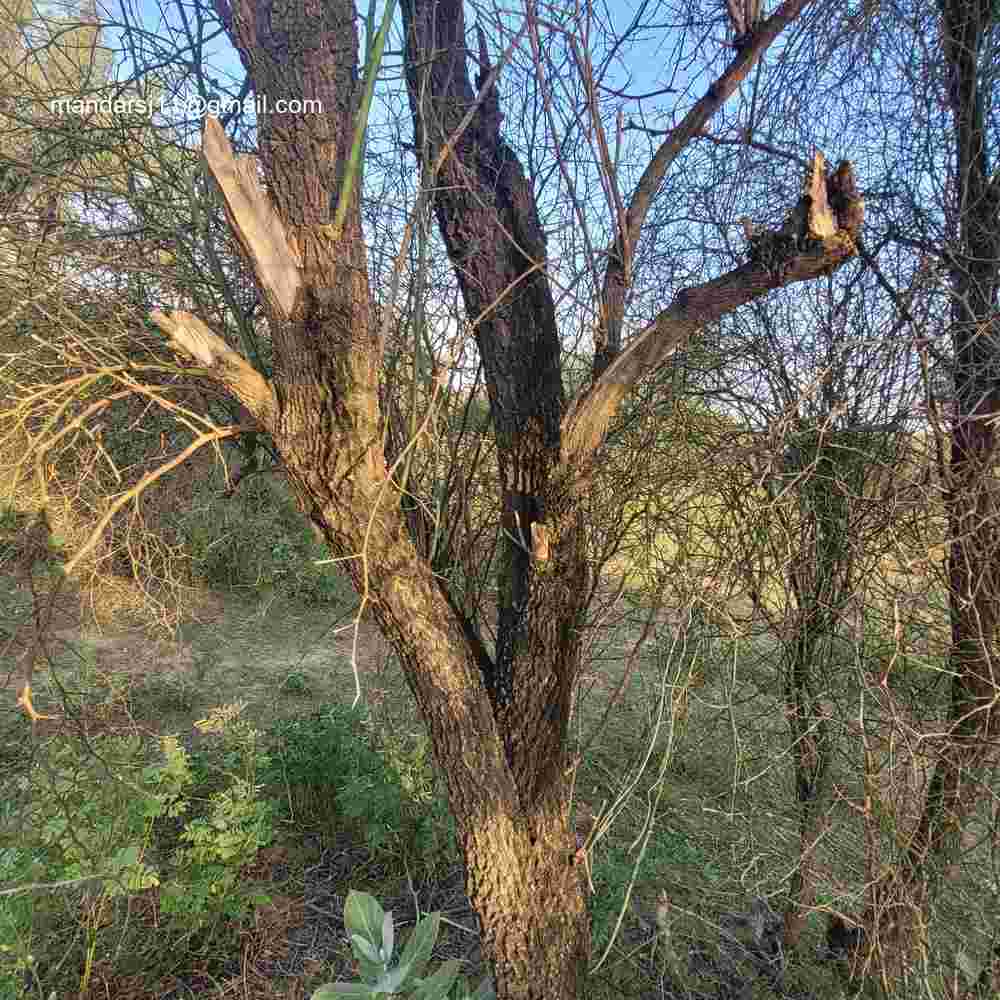 Capparis decidua