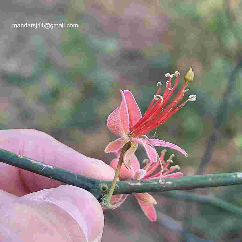 Capparis decidua