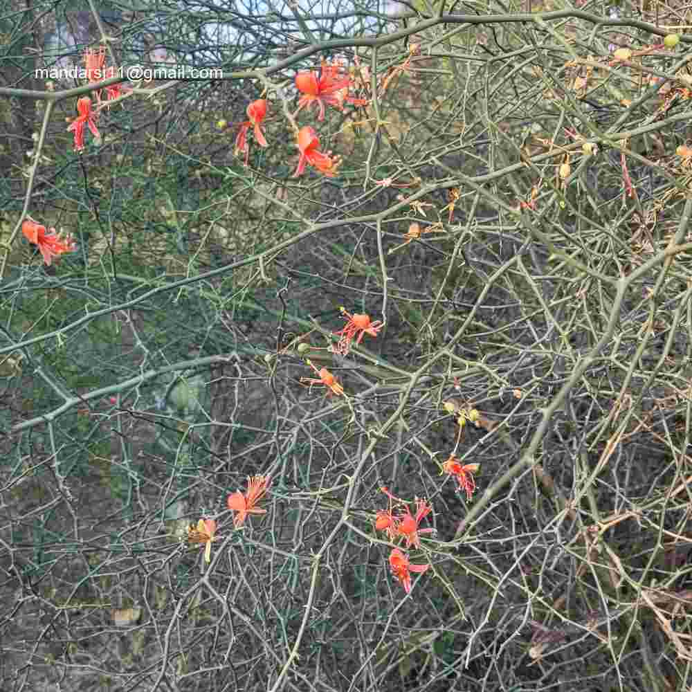 Capparis decidua